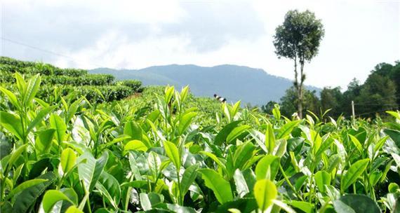 探究茶树的生长习性特点及其适宜生长环境（茶树生长环境条件）