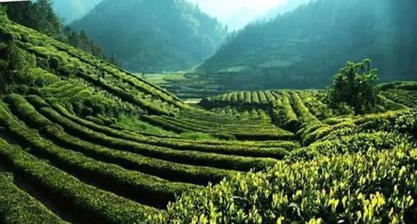 探究茶树的生长习性特点及其适宜生长环境（茶树生长环境条件）