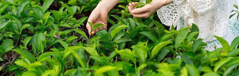 茶树的生长周期与特点（探究茶树的生命周期及其对茶叶质量的影响）