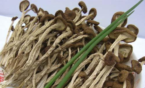 茶树菇的生长环境及特点（探索茶树菇的适宜生长条件和独特特点）