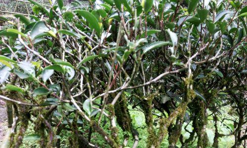茶树菇的生长环境（茶树菇的种植基地选择及养护方法）