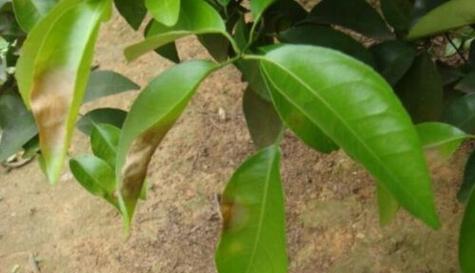 茶树黄叶病的原因及治疗方法（探究茶树黄叶病的病因与有效治疗方法）
