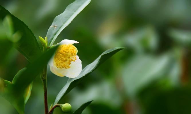 茶树开花的时间和方式（探究茶树花朵的形态和特点）