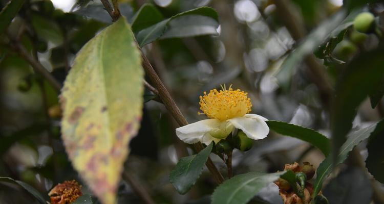 茶树开花的时间和方式（探究茶树花朵的形态和特点）