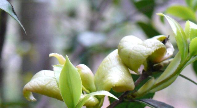 山茶树几年结果实的种植技巧（探讨山茶树的生长规律）