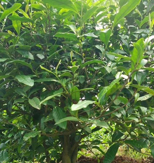山茶树几年结果实的种植技巧（探讨山茶树的生长规律）