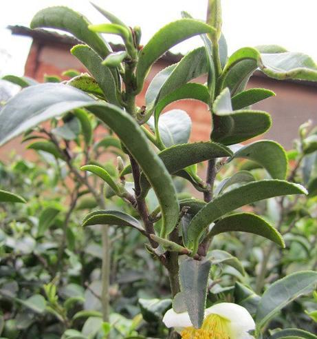 茶树开花的花期及特点（从开花时间）