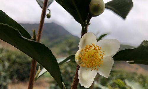 茶树开花的花期及特点（从开花时间）