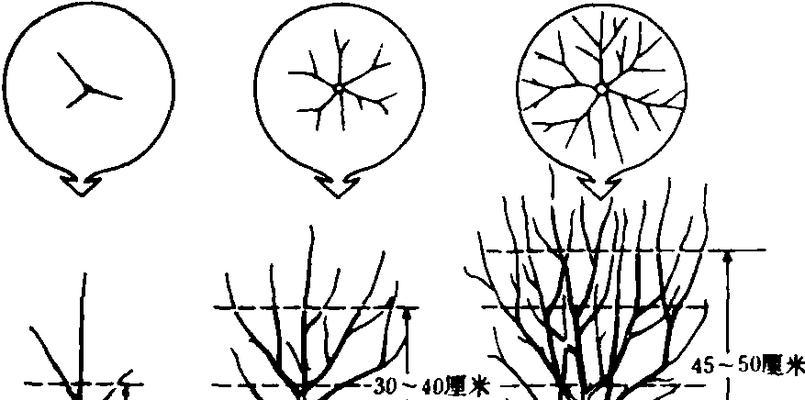 茶树剪枝时间详解（茶树生长周期）