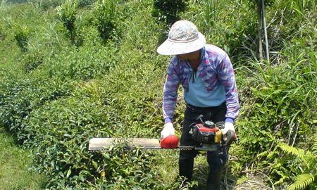 茶树剪枝最佳时间（掌握正确的剪枝时间）