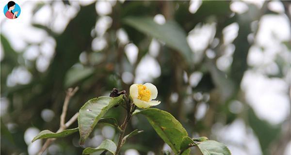茶树开花季节及生长规律剖析（茶树开花季节预测方法和有关知识详解）