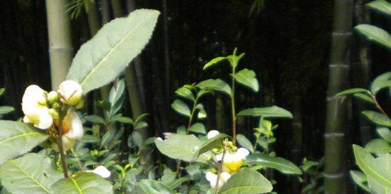 茶树开花季节及生长规律剖析（茶树开花季节预测方法和有关知识详解）