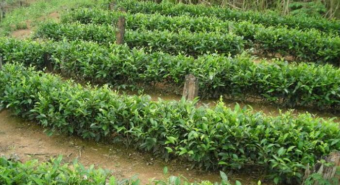 油茶树的生长环境与特点（探寻油茶树生长的奥秘）