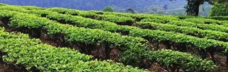探秘茶树生长条件和特性（茶树的适生环境及生长特点）