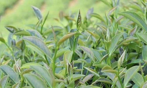 探秘茶树生长条件和特性（茶树的适生环境及生长特点）