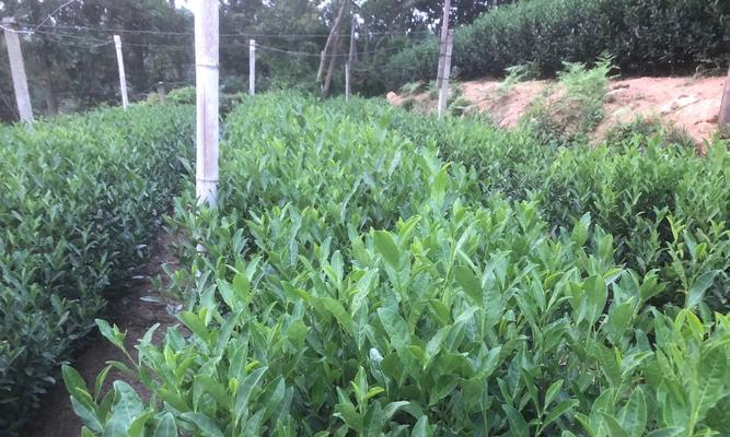 茶树肥料施用指南（掌握正确的施肥方法）