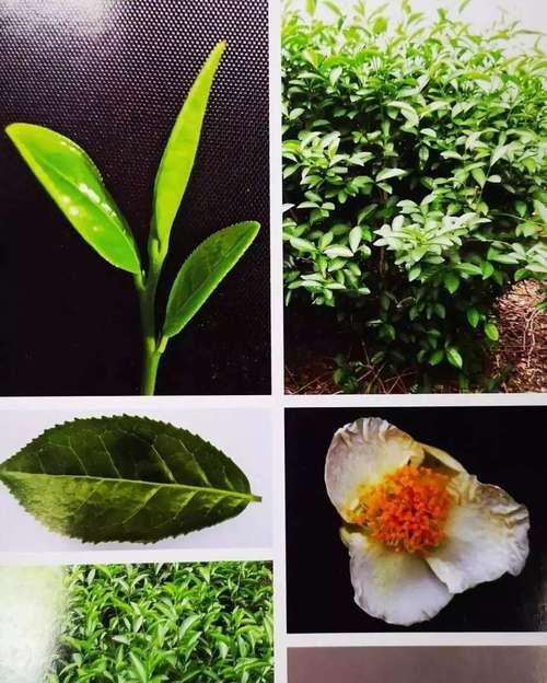 茶树是乔木还是灌木？——探讨茶树植物的生长特征