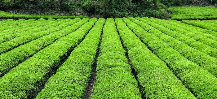 茶树，一种优秀的经济作物（从历史、栽培、品种、特点、药用到茶文化）