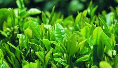 茶树，一种优秀的经济作物（从历史、栽培、品种、特点、药用到茶文化）