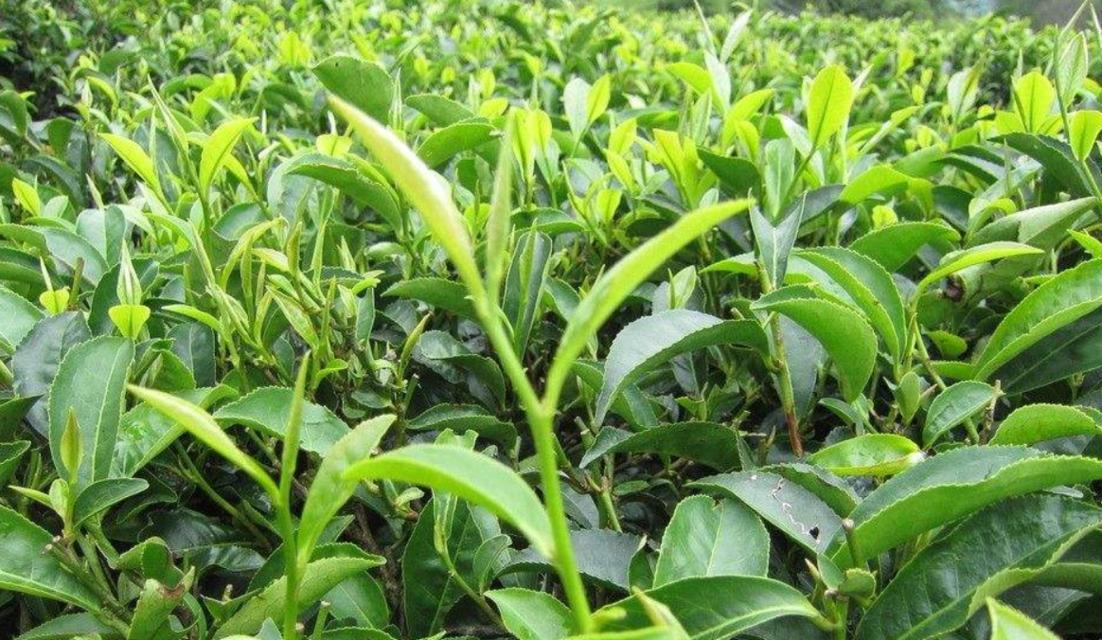 茶树的土壤要求与种植技巧（茶树适合何种土壤种植）