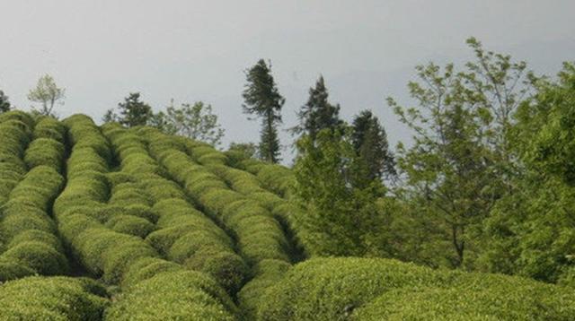 茶树种植指南（如何选择适合种植茶树的地方）