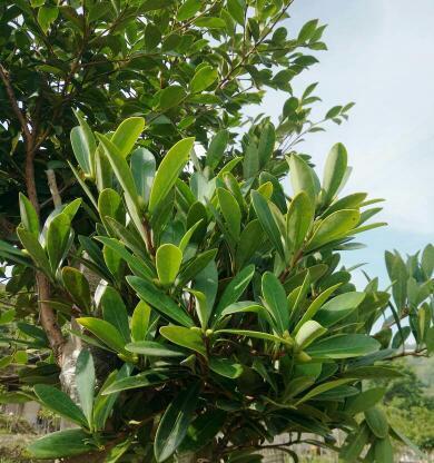 茶树属于什么植物类型？——探究茶树的植物学特点