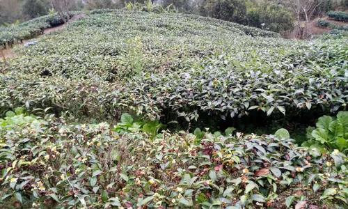 茶树肥料的选择与施用（如何为茶树选用适宜的肥料进行施用）