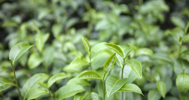 如何选用肥料让茶树长得更快（茶树的生长环境）