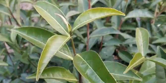 探寻茶树多样品种的世界（解析茶树品种和分类）