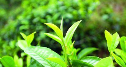 如何繁殖茶树（方法和注意事项详解）
