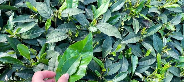 茶树的养护技巧（打造健康茶树）