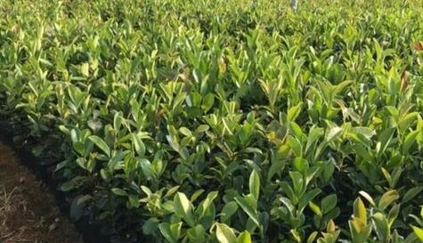 茶树籽的种植与管理（从种子到茶园）