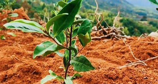 茶树籽的种植与管理（从种子到茶园）
