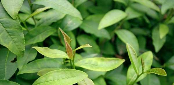 茶叶病虫害防治技术与方法措施（从源头预防）