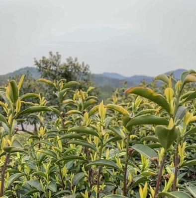 茶叶采摘与收获季节的重要性（探秘茶叶的最佳采摘时间和收获季节）