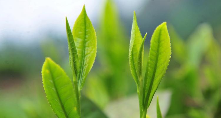 茶叶的生长习性特点及环境条件