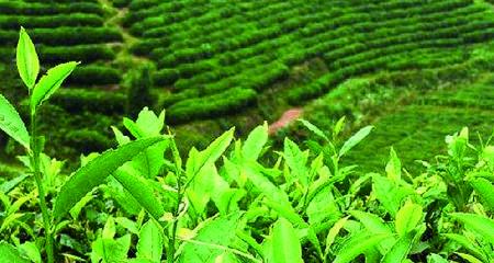 茶叶的生长周期（探究茶树的生命之旅）
