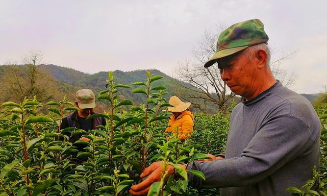 茶叶采摘的最佳时间（了解茶叶采摘的基本规则）