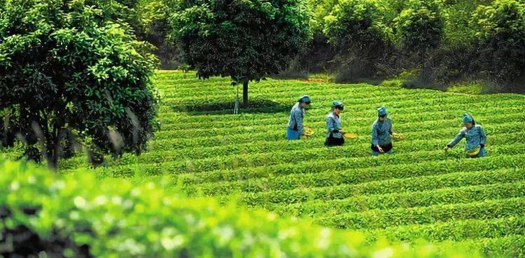 探秘茶叶生长环境的条件与特点（茶树生长的探究与分析）