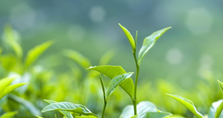 探秘茶叶生长环境的条件与特点（茶树生长的探究与分析）