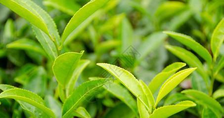 茶叶的起源、品种及文化（探索茶叶的神秘世界——从种植到饮用）