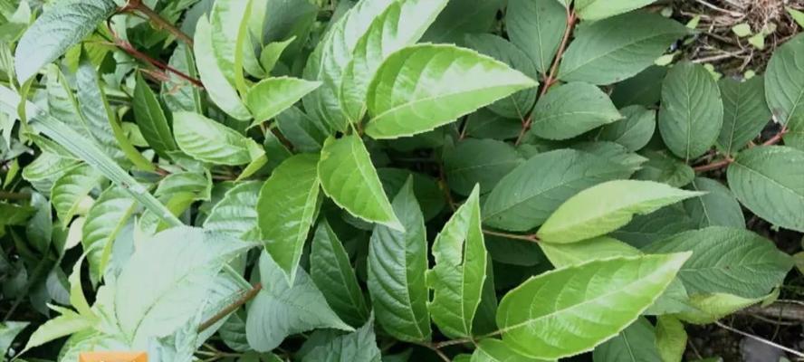 茶叶的植物类型及相关知识详解