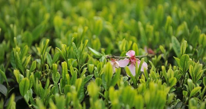 茶叶树开花的奥秘（什么时候开花）