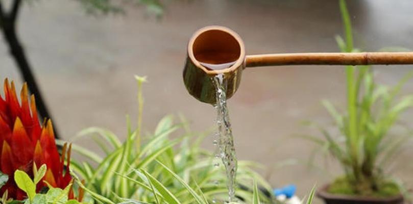 茶叶水浇绿宝树的妙用（茶叶水不仅仅是饮品）