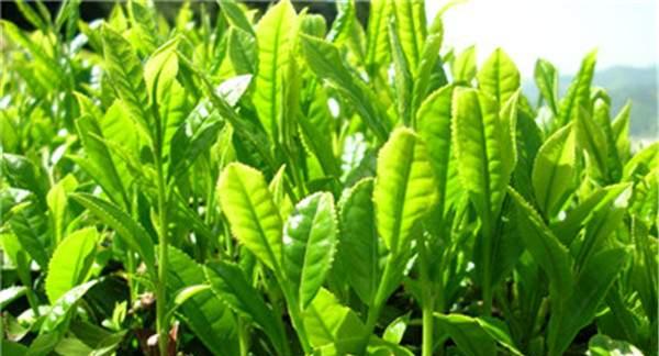 茶叶套种，如何选植物（让茶叶融合不同的芬芳）