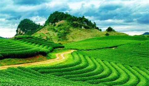 茶叶种植的自然条件（适宜种植区域与种植条件）