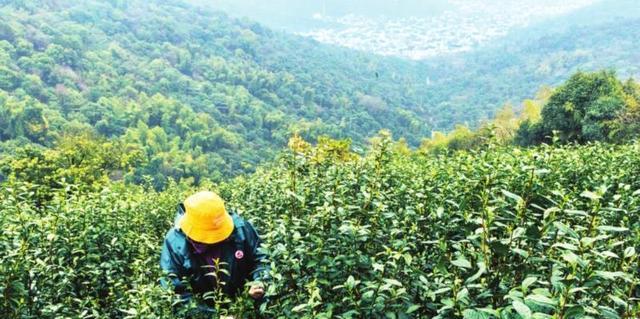 茶叶种植的自然条件（适宜种植区域与种植条件）