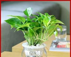 如何选植物让茶桌风水更好（15种植物推荐）