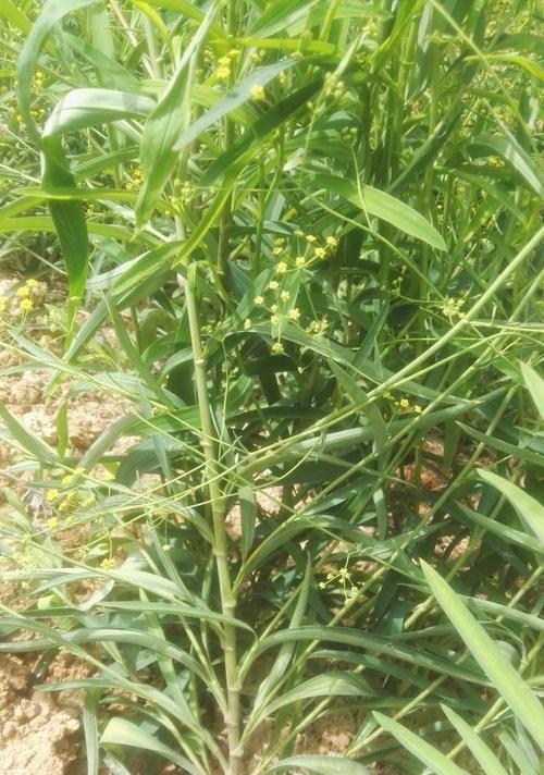 探究柴胡的种植适宜地区（寻找适宜柴胡种植的地点和条件）