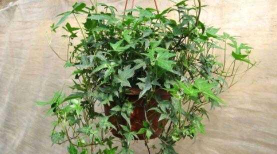 常春藤——一种常青植物的生长习性与适宜环境（探究常春藤在自然环境中的生长特点）